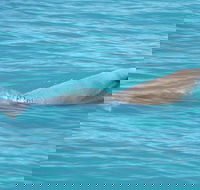 Snubfin Dolphin Eco Cruise from Broome - Mackay Tourism