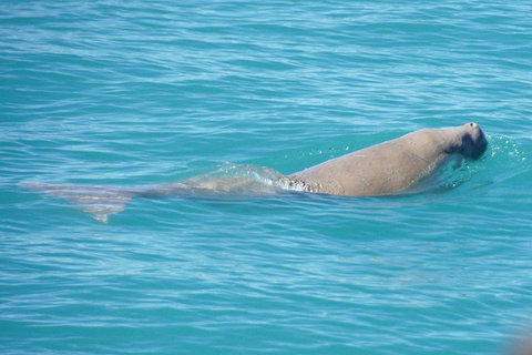 Snubfin Dolphin Eco Cruise From Broome - Mackay Tourism 0