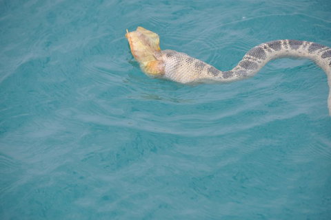 Snubfin Dolphin Eco Cruise From Broome - Mackay Tourism 2