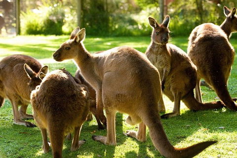 Melbourne City Card (3 Days): Visit Unlimited Attractions! - Mackay Tourism 4