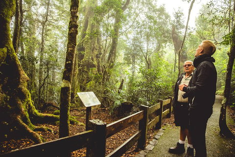 Full-day Springbrook National Park Tour From The Gold Coast - Mackay Tourism 1