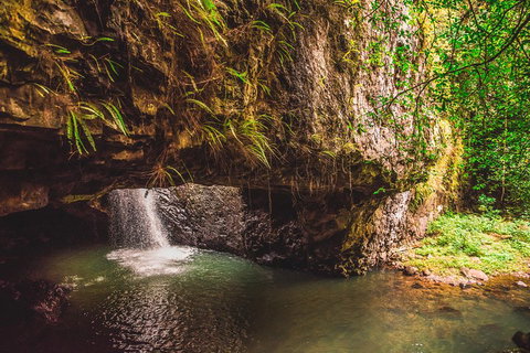 Full-day Springbrook National Park Tour From The Gold Coast - Mackay Tourism 4