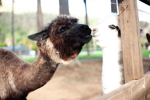 O'Reilly's & Lamington National Park Incl. Alpaca Farm + Vineyard - Mackay Tourism 4