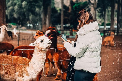 O'Reilly's & Lamington National Park Incl. Alpaca Farm + Vineyard - Mackay Tourism 5