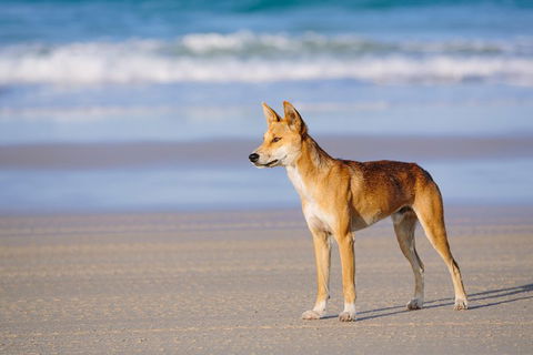 Fraser Island 4WD Tour From Rainbow Beach - Mackay Tourism 2