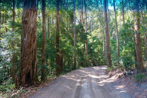 Fraser Island 4WD Tour From Rainbow Beach - Mackay Tourism 4