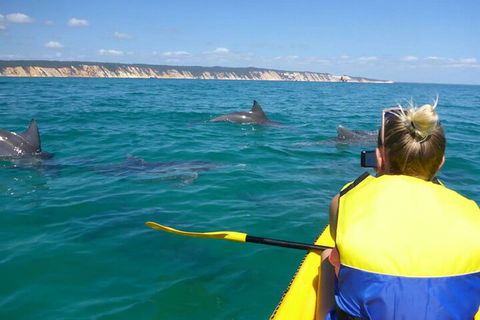 Kayak With Dolphins And 4WD Great Beach Drive Day Trip From Noosa - Mackay Tourism 1