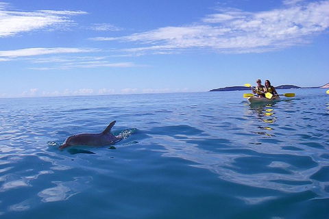 Kayak With Dolphins And 4WD Great Beach Drive Day Trip From Noosa - Mackay Tourism 2