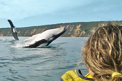 Kayak With Dolphins And 4WD Great Beach Drive Day Trip From Noosa - Mackay Tourism 3