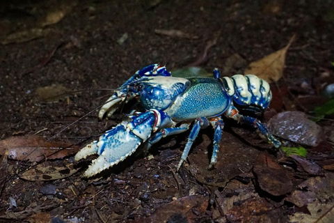 Glow Worms Private Tour - Nocturnal Rainforest Walk - Mackay Tourism 4