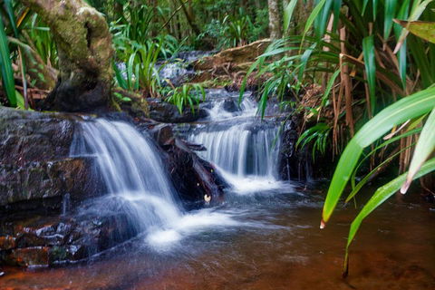 Glow Worms Private Tour - Nocturnal Rainforest Walk - Mackay Tourism 5