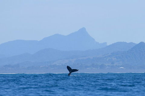 The Byron Bay Sea Kayak Tour - Mackay Tourism 0