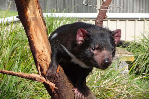 Tasmania 4 Day East Coast + Launceston - Mackay Tourism 2