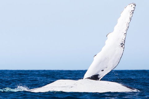 2-Hour Guided Whale Watching Tour At Noosa - Mackay Tourism 0