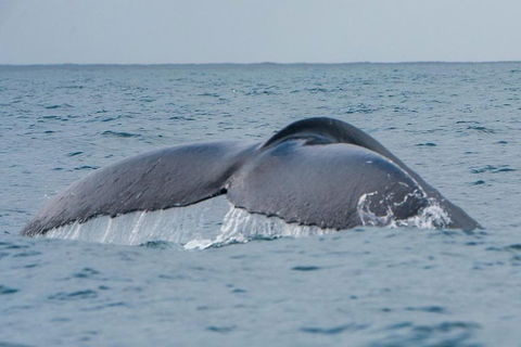 2-Hour Guided Whale Watching Tour At Noosa - Mackay Tourism 1