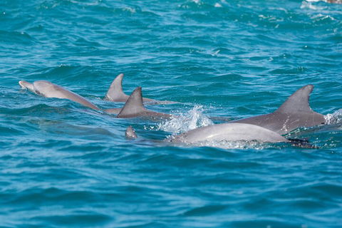 2-Hour Guided Whale Watching Tour At Noosa - Mackay Tourism 2