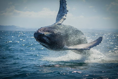 2-Hour Guided Whale Watching Tour At Noosa - Mackay Tourism 3
