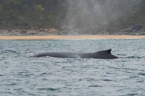 2-Hour Guided Whale Watching Tour At Noosa - Mackay Tourism 5