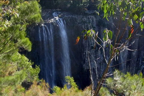Byron Bay Hinterland Tour Including Rainforest Walk To Minyon Falls - Mackay Tourism 0