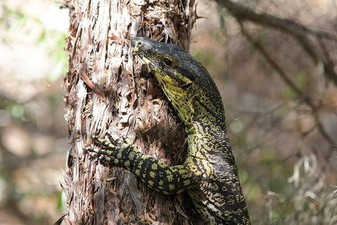 Byron Bay Hinterland Tour Including Rainforest Walk To Minyon Falls - Mackay Tourism 1