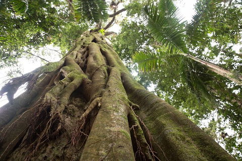 Byron Bay Hinterland Tour Including Rainforest Walk To Minyon Falls - Mackay Tourism 2