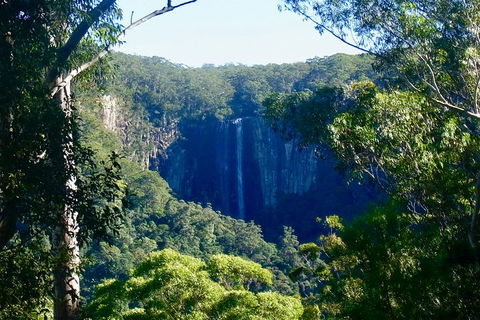 Byron Bay Hinterland Tour Including Rainforest Walk To Minyon Falls - Mackay Tourism 4