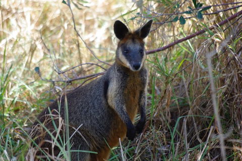 Byron Bay Combo: Hinterland Tour Including Minyon Falls And Kayaking With Dolphins - Mackay Tourism 2