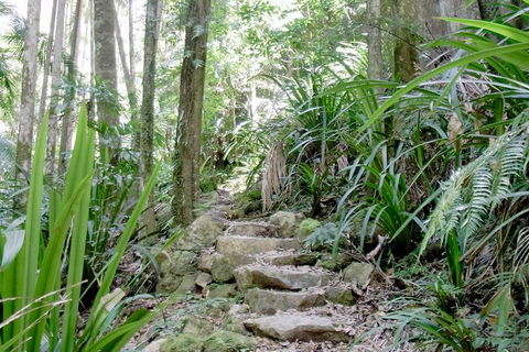 Byron Bay Combo: Hinterland Tour Including Minyon Falls And Kayaking With Dolphins - Mackay Tourism 5