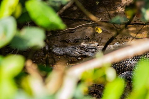 Cape Tribulation Day Tour - Mackay Tourism 5