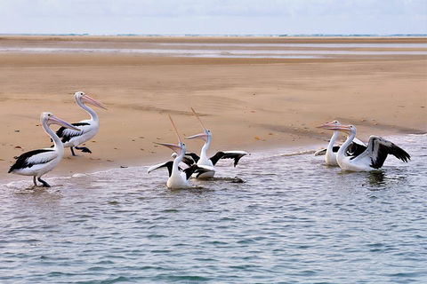 Town Of 1770 Afternoon Cruise - Mackay Tourism 4