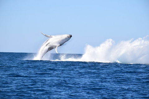 Noosa Whale Watching - Mackay Tourism 1