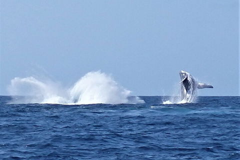 Noosa Whale Watching - Mackay Tourism 2