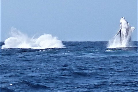 Noosa Whale Watching - Mackay Tourism 3