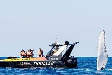 Noosa Whale Watching - Mackay Tourism 4