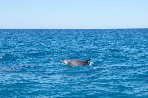 Noosa Wild Dolphin Safari - Mackay Tourism 1