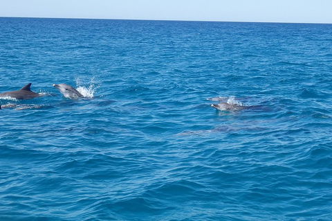 Noosa Wild Dolphin Safari - Mackay Tourism 4