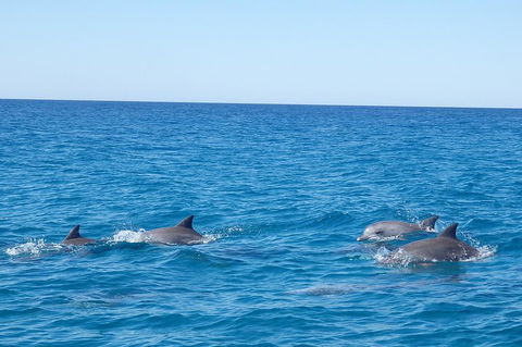 Noosa Wild Dolphin Safari - Mackay Tourism 5