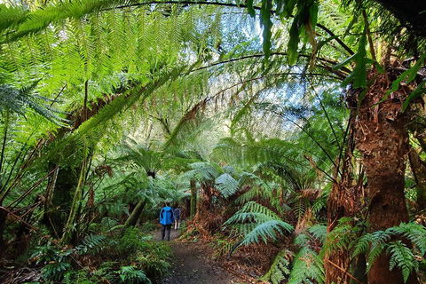 3-Day Adelaide To Melbourne Tour Including The Great Ocean Road - Mackay Tourism 2