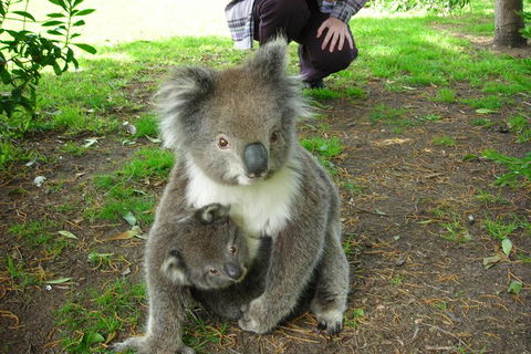 3-Day Adelaide To Melbourne Tour Including The Great Ocean Road - Mackay Tourism 3