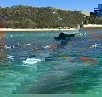 All Inclusive Dolphin and Tangalooma Wrecks Cruise - Mackay Tourism