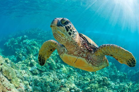 All Inclusive Tangalooma Wrecks Cruise Tour From Gold Coast - Mackay Tourism 4