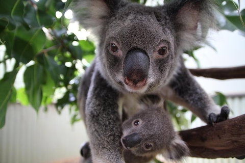 Kuranda Day Tour, TKS-RFS GRAND GOLD PLUS 0930 - Mackay Tourism 1