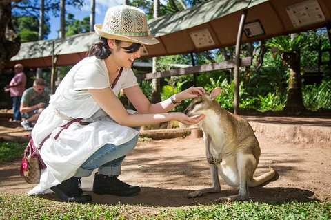 Kuranda Day Tour, TKS-RFS GRAND GOLD PLUS 0930 - Mackay Tourism 3