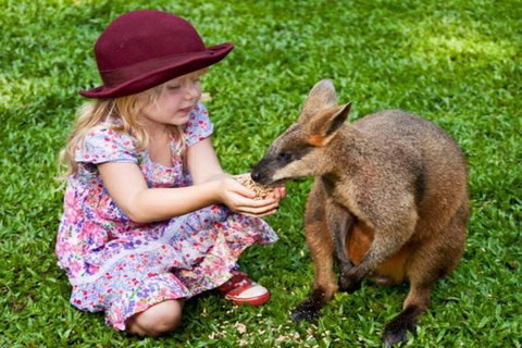 Kuranda Day Tour + HotAir Balloon Combo - Mackay Tourism 0