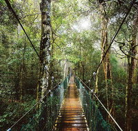 O'Reilly's  Lamington National Park from Gold Coast - Mackay Tourism