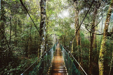 O'Reilly's & Lamington National Park From Gold Coast - Mackay Tourism 0