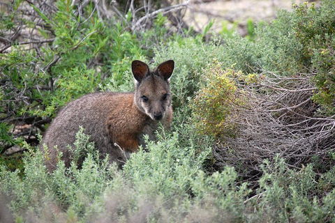 Pink Lake + Abrolhos Islands Nature Tour - Mackay Tourism 1