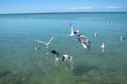 Pink Lake + Abrolhos Islands Nature Tour - Mackay Tourism 5