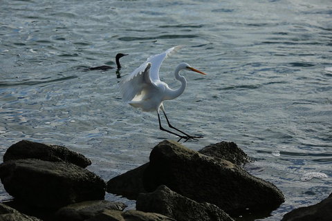 Kayak Tour In Adelaide Dolphin Sanctuary - Mackay Tourism 1