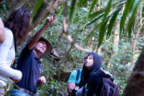 Natural Bridge & Springbrook Waterfalls Tour - Mackay Tourism 4